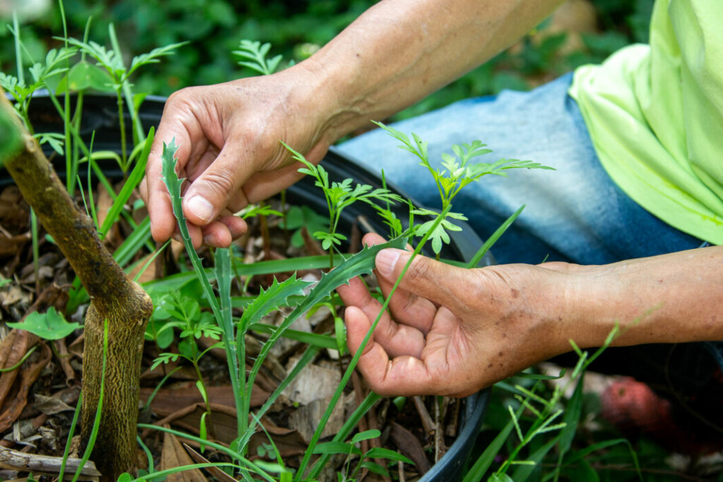Conservação e preservação: entenda a diferença entre esses termos que protegem a natureza Cuidar da natureza é essencial para garantir recursos para a próxima geração - Foto:Reprodução/Marcos Santos