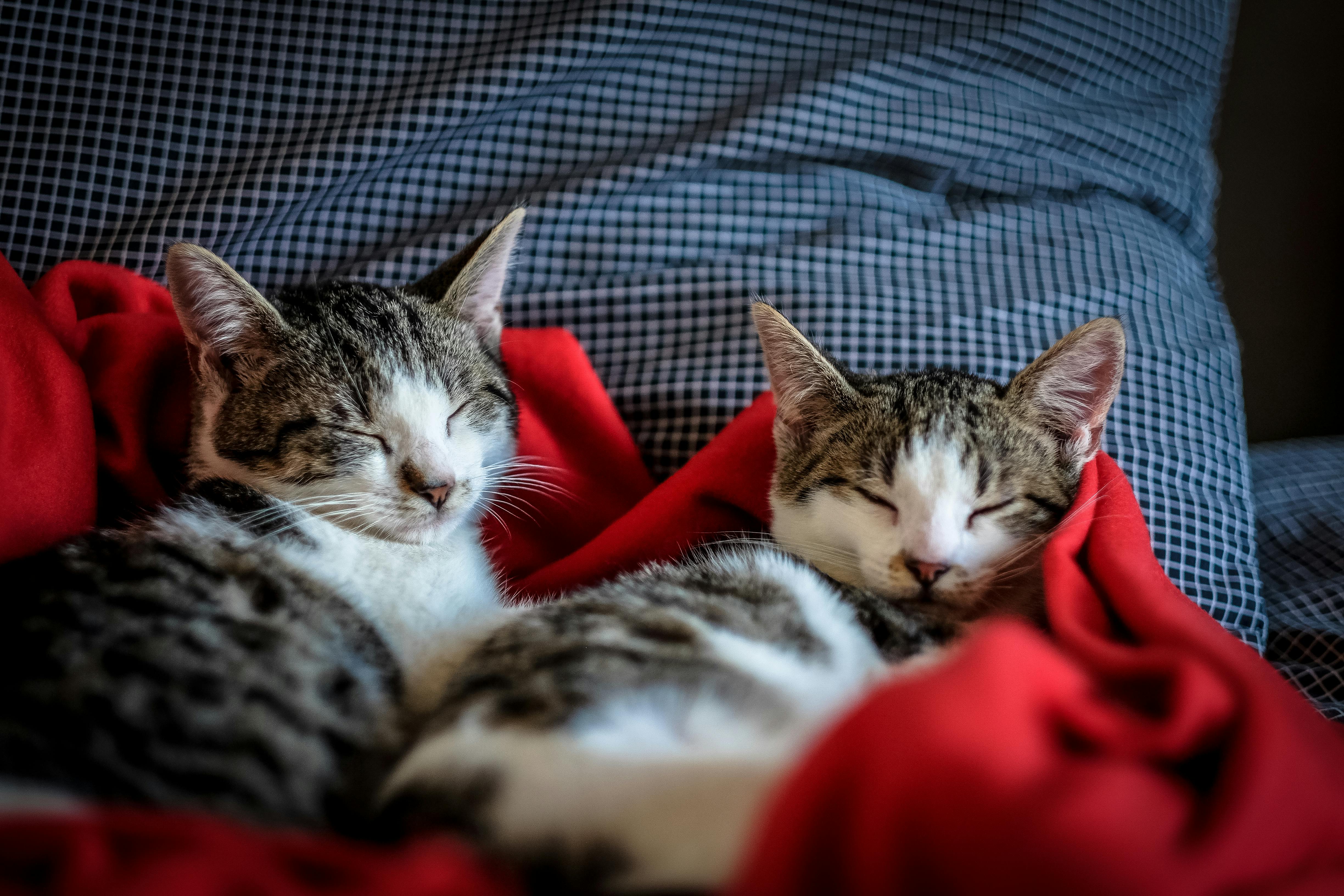 Dia Internacional do Gato: Veja alguns cuidados para melhorar a saúde e felicidade do seu felino